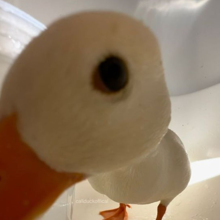 bleedingwound.eth Ethereum Name Service (ENS and .eth domain) PFP