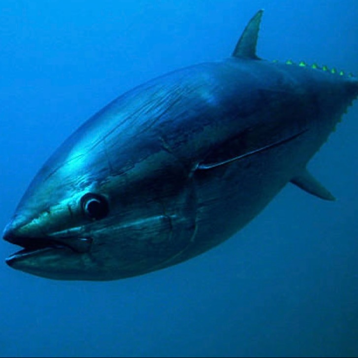 bluefintuna.eth Ethereum Name Service (ENS and .eth domain) PFP