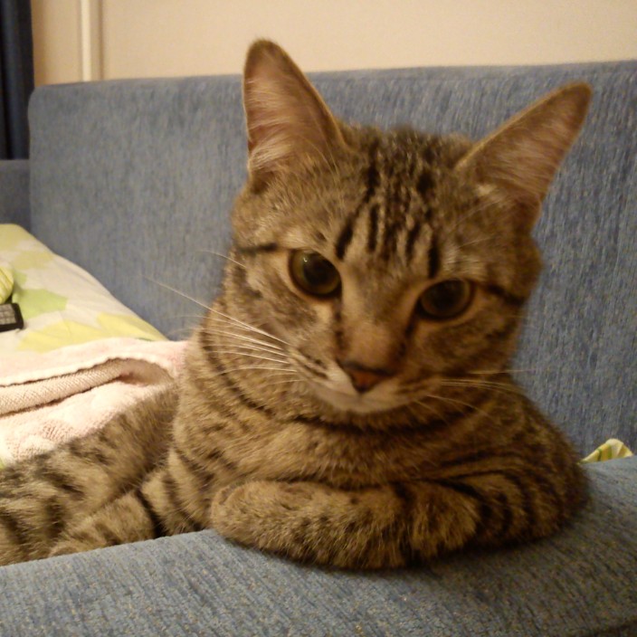 botafogo1989.eth Ethereum Name Service (ENS and .eth domain) PFP