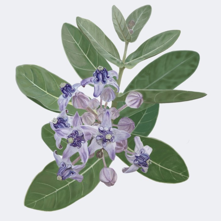 botanicalart.eth Ethereum Name Service (ENS and .eth domain) PFP