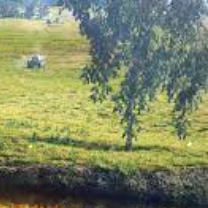 brandonholom.eth Ethereum Name Service (ENS and .eth domain) PFP