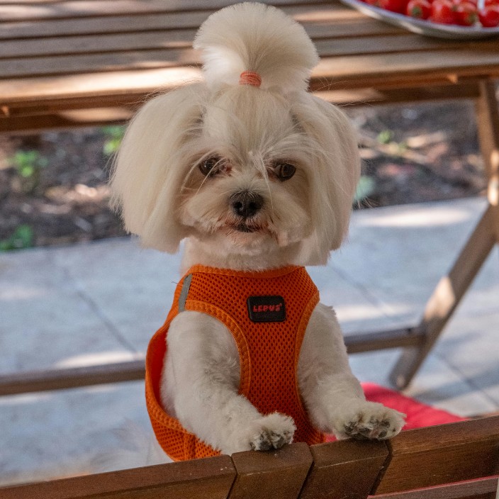 brewdogs.eth Ethereum Name Service (ENS and .eth domain) PFP