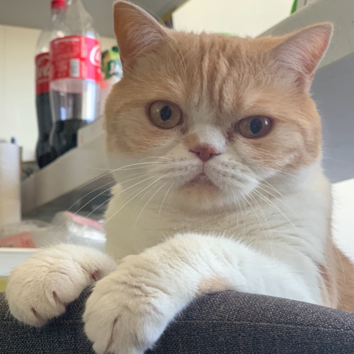 Sasha (btwsaney.eth) Ethereum Name Service (ENS and .eth domain) PFP