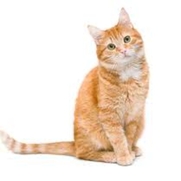 bugeressence.eth Ethereum Name Service (ENS and .eth domain) PFP