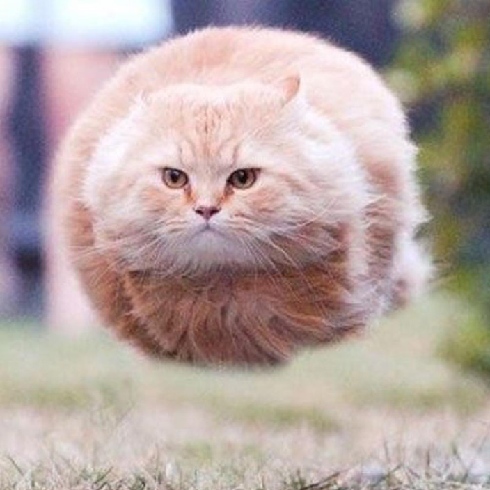 bulletcat.eth Ethereum Name Service (ENS and .eth domain) PFP