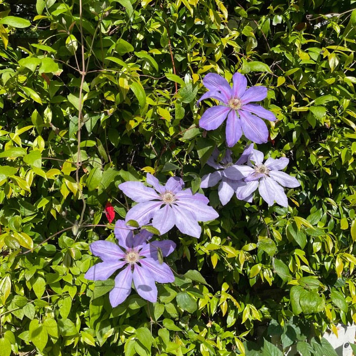 c600f.eth Ethereum Name Service (ENS and .eth domain) PFP