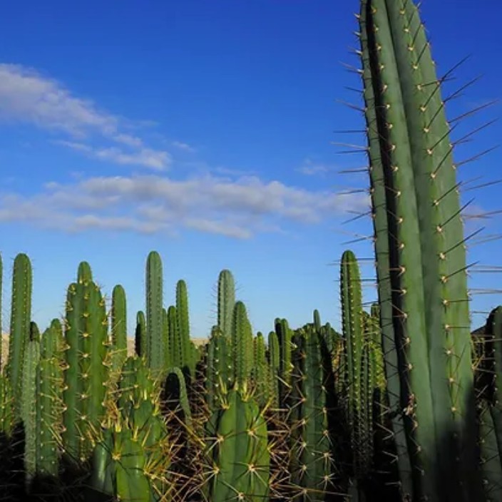 cacti.eth Ethereum Name Service (ENS and .eth domain) PFP