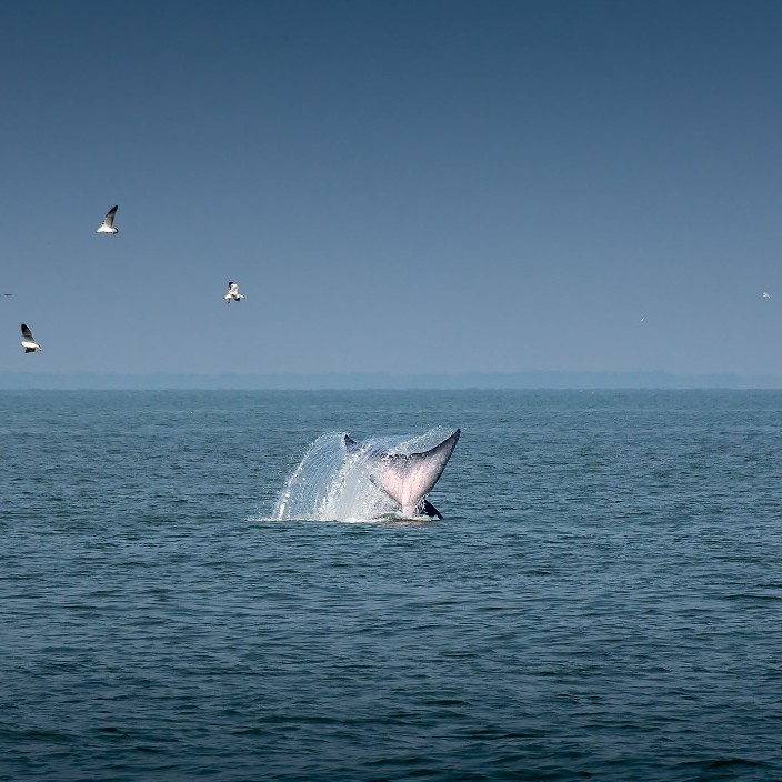 caduceustor.eth Ethereum Name Service (ENS and .eth domain) PFP