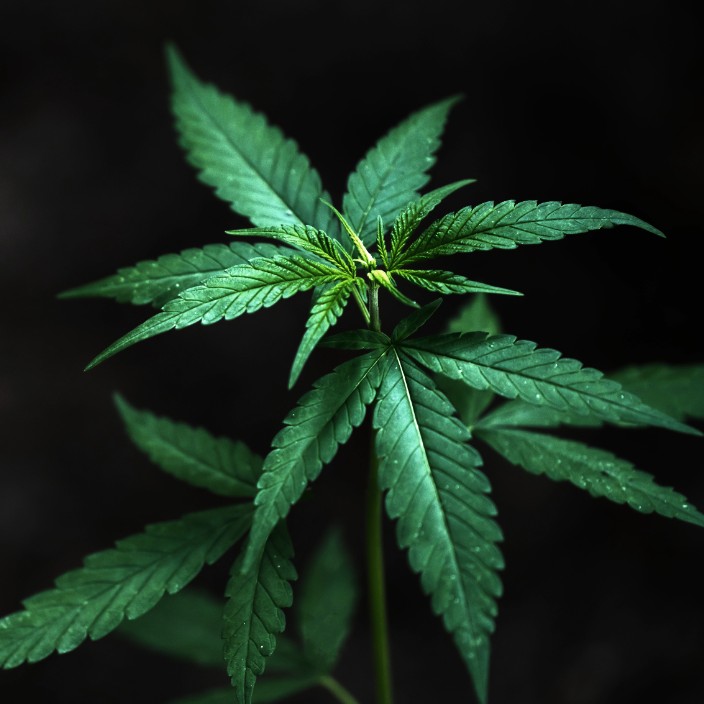 cannabislaws.eth Ethereum Name Service (ENS and .eth domain) PFP