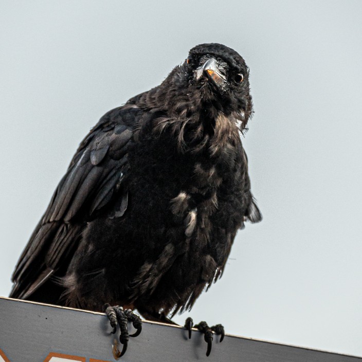 capraroyale.eth Ethereum Name Service (ENS and .eth domain) PFP