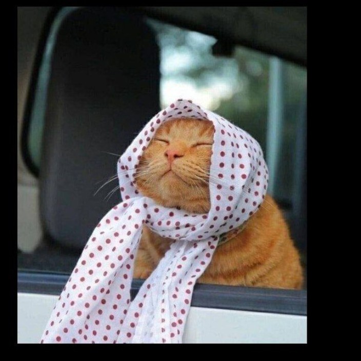 carnelius.eth Ethereum Name Service (ENS and .eth domain) PFP