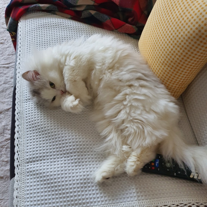 catch22.lens Lens social identity (.lens handle) PFP