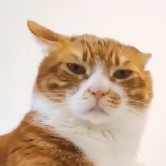 chachacat.eth Ethereum Name Service (ENS and .eth domain) PFP