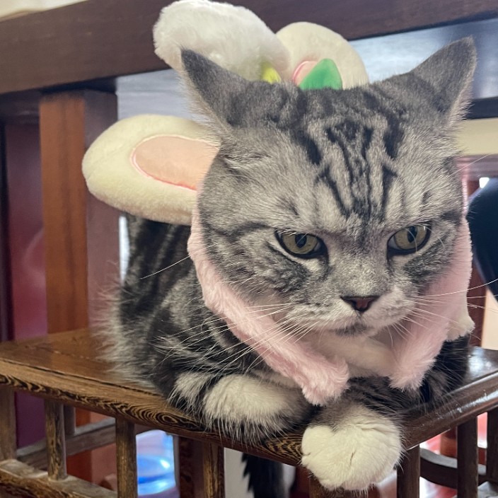 changenleng.eth Ethereum Name Service (ENS and .eth domain) PFP