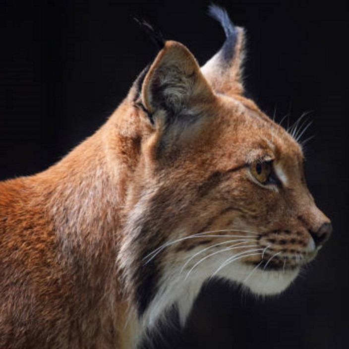 coldlynx.eth Ethereum Name Service (ENS and .eth domain) PFP