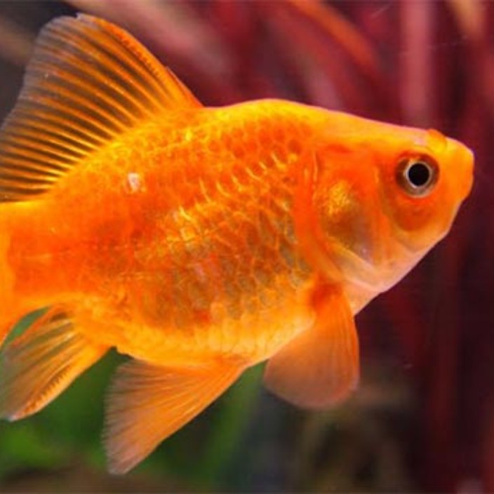 conca102.eth Ethereum Name Service (ENS and .eth domain) PFP