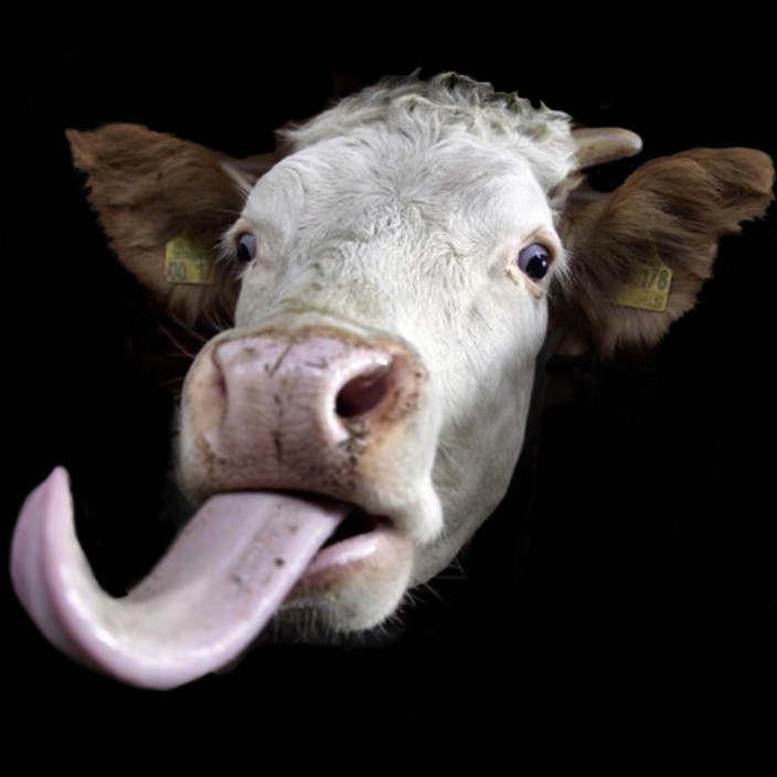 cowtung (cowtung.eth) Ethereum Name Service (ENS and .eth domain) PFP