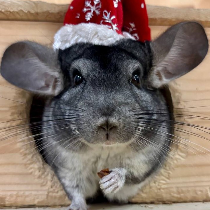 cracenwife.eth Ethereum Name Service (ENS and .eth domain) PFP