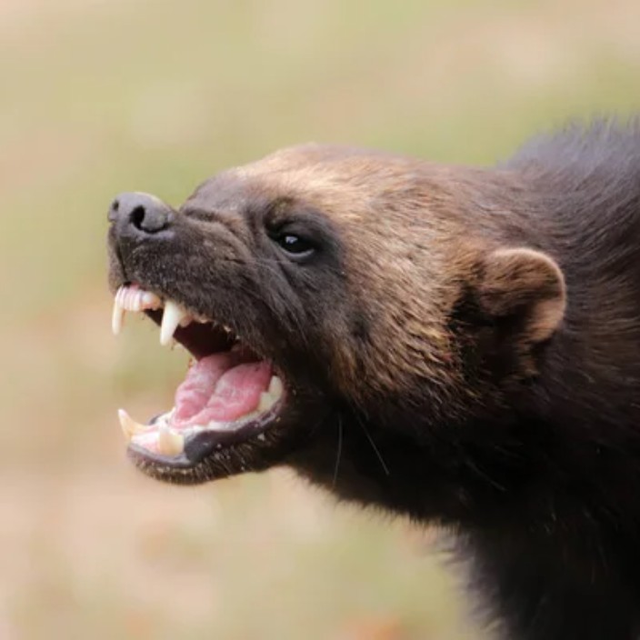 crazywolverine.eth Ethereum Name Service (ENS and .eth domain) PFP