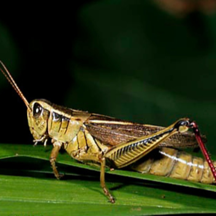 crickets.eth Profile Photo