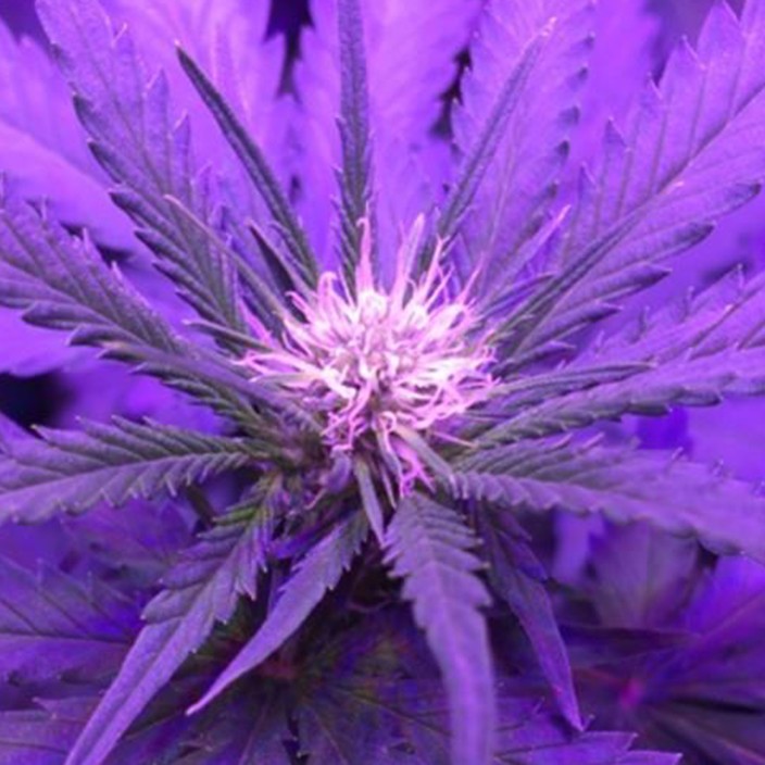 criticalkush.eth Ethereum Name Service (ENS and .eth domain) PFP