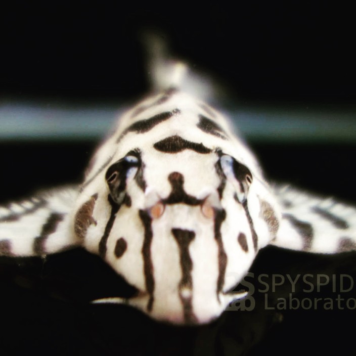 cryptopedigree.eth Ethereum Name Service (ENS and .eth domain) PFP