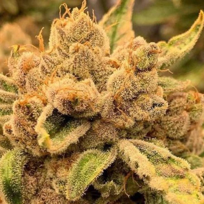 cuntz.eth Ethereum Name Service (ENS and .eth domain) PFP