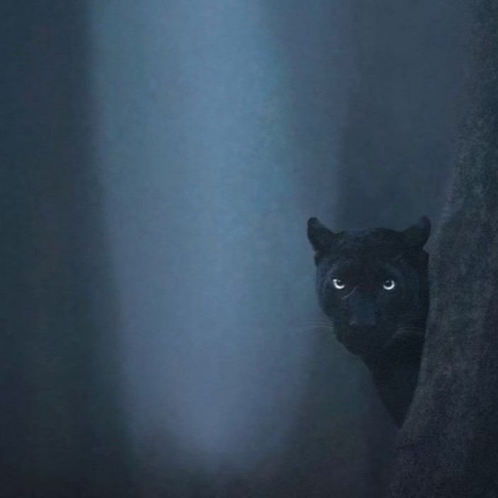 dapay.eth Ethereum Name Service (ENS and .eth domain) PFP