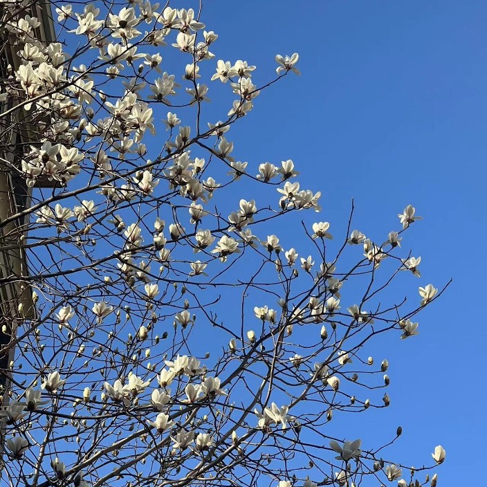 alibababtc.base.eth Basenames (.base.eth domains) based on ENS PFP