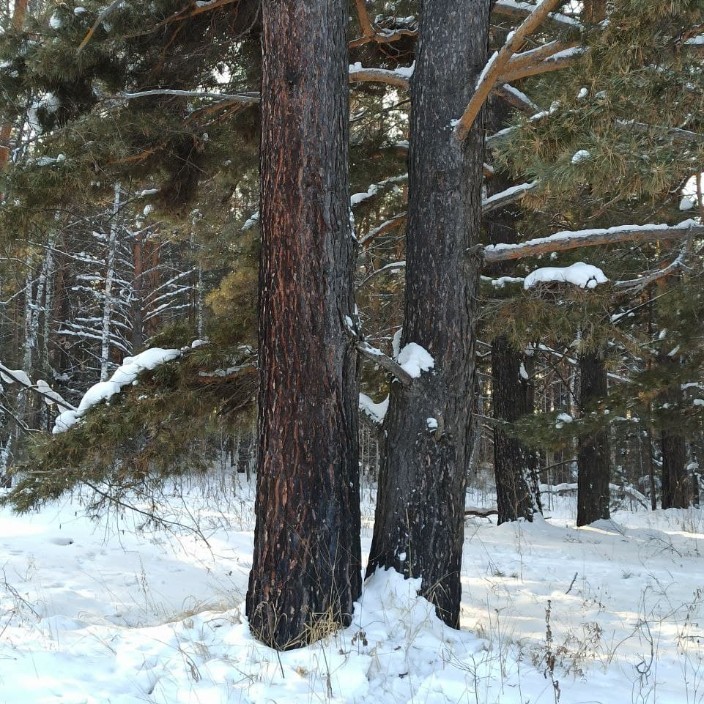 december2023.eth Ethereum Name Service (ENS and .eth domain) PFP