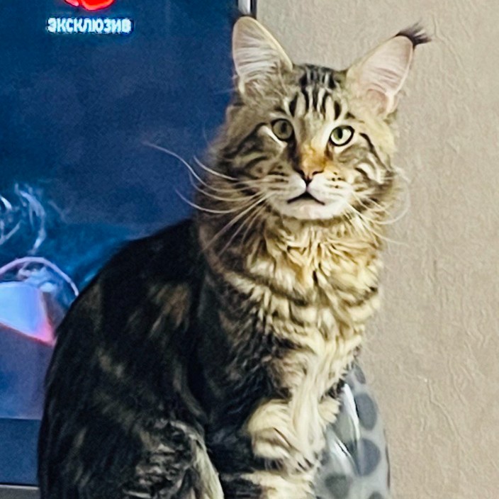 disssat.eth Ethereum Name Service (ENS and .eth domain) PFP