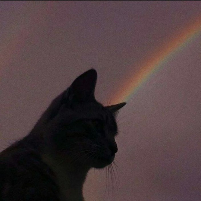 divinke.eth Ethereum Name Service (ENS and .eth domain) PFP