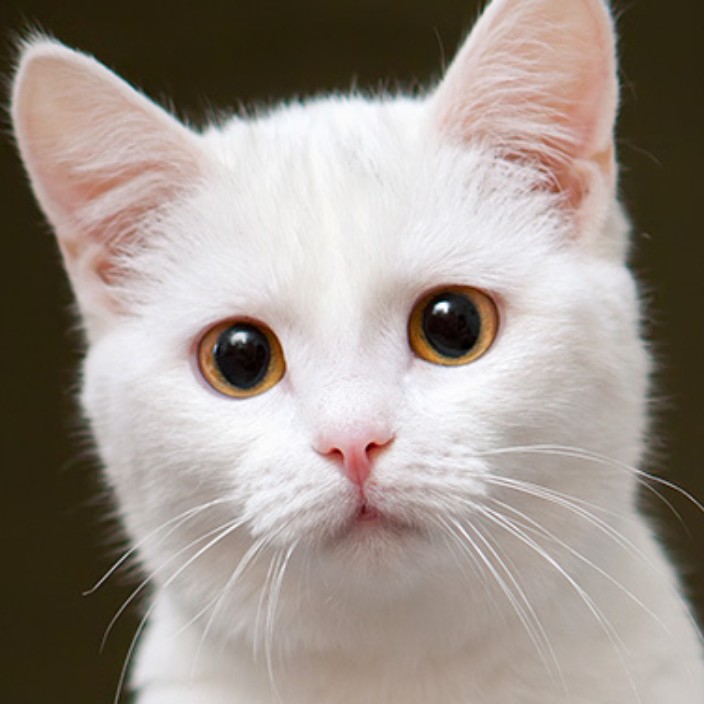 karlito (karlito.lens) Lens social identity (.lens handle) PFP