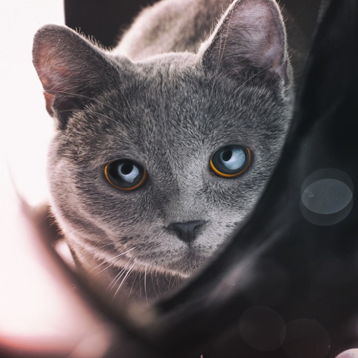 drugcat.eth Ethereum Name Service (ENS and .eth domain) PFP