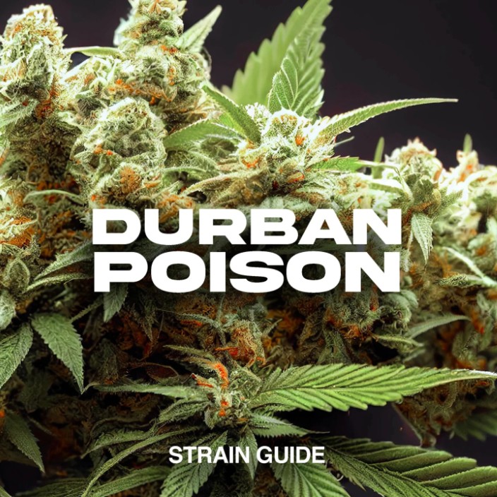 durbanpoison.eth Ethereum Name Service (ENS and .eth domain) PFP