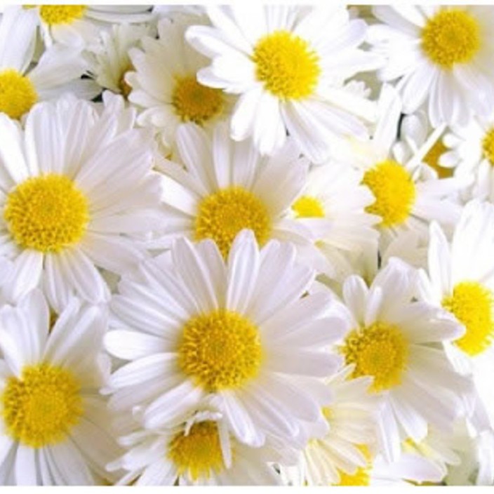 ecem888 (ecem888.eth) Ethereum Name Service (ENS and .eth domain) PFP