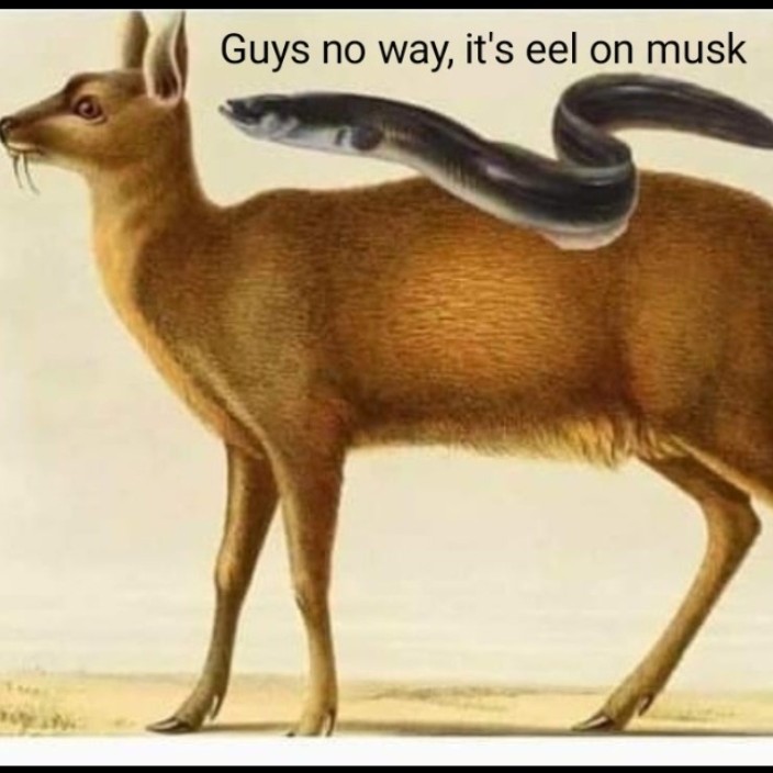 eel0nmusk.eth Ethereum Name Service (ENS and .eth domain) PFP