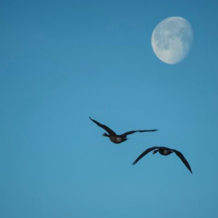 elrood.eth Ethereum Name Service (ENS and .eth domain) PFP