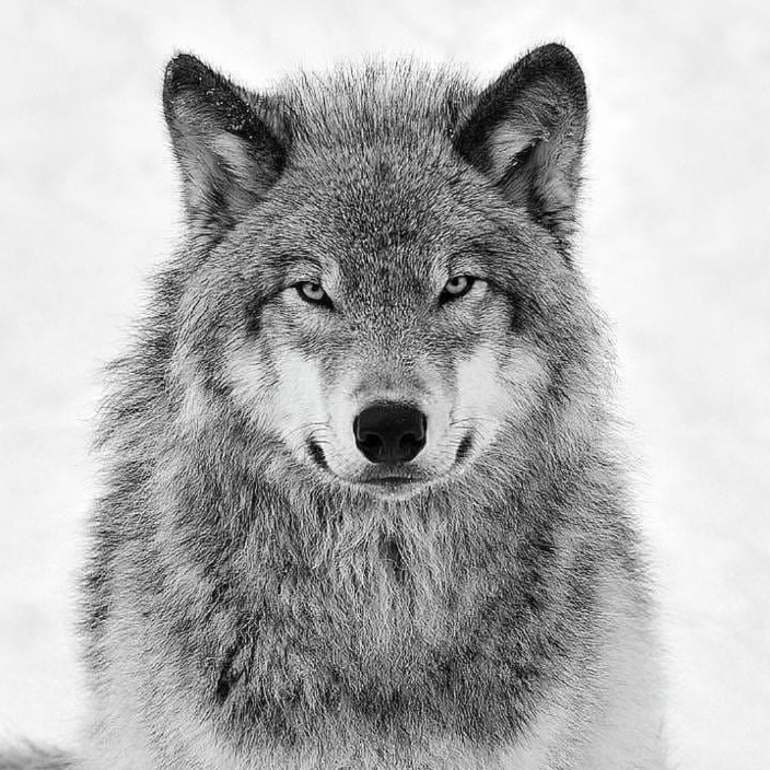 enginzey.linea.eth Linea Name Service (.linea.eth domains) based on ENS PFP