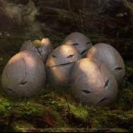 exeggcute.eth Ethereum Name Service (ENS and .eth domain) PFP