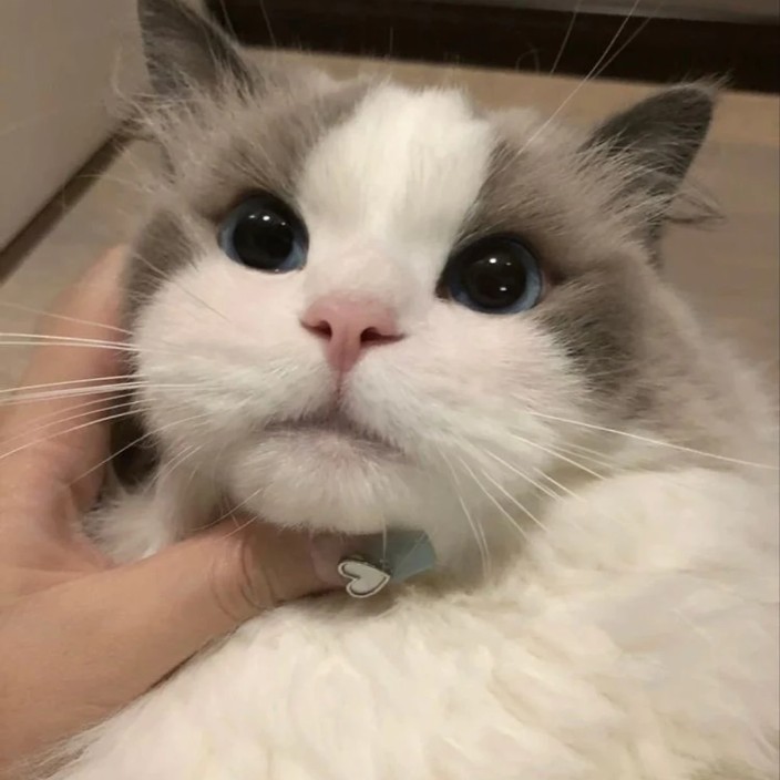 hahaj.lens Lens social identity (.lens handle) PFP