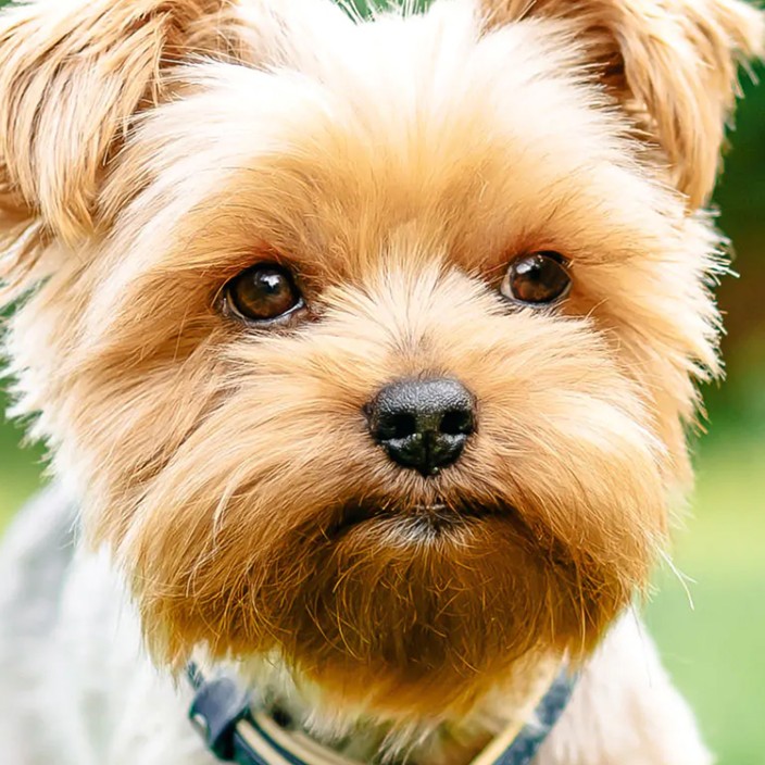 faktor.linea.eth Linea Name Service (.linea.eth domains) based on ENS PFP