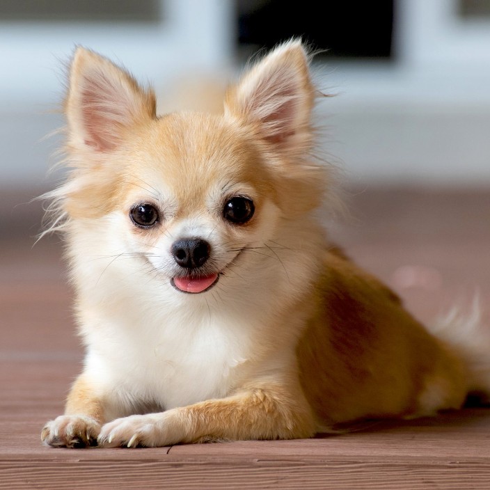 fatcatwallet.eth Ethereum Name Service (ENS and .eth domain) PFP