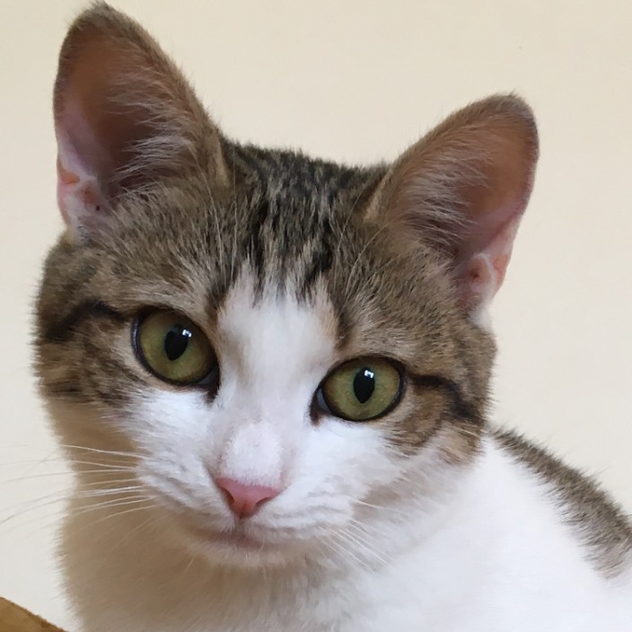 Felisya (felisya.lens) Lens social identity (.lens handle) PFP