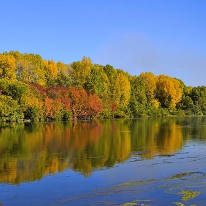 fengziyu.eth Ethereum Name Service (ENS and .eth domain) PFP