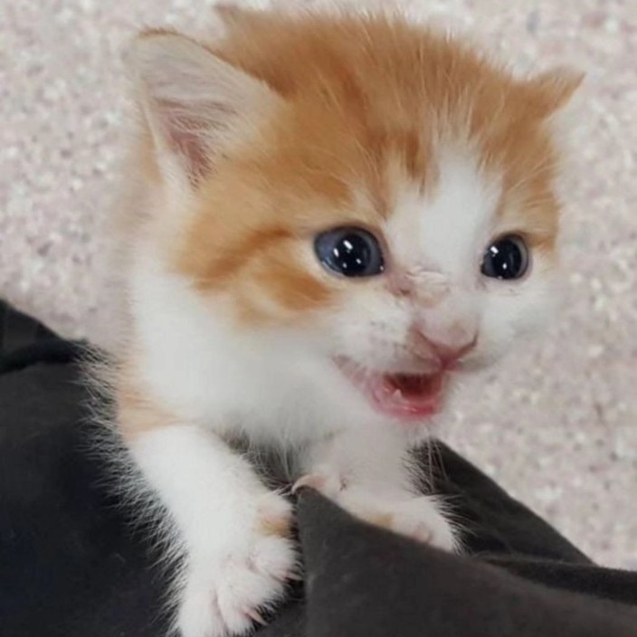 fivemurtverigrad.eth Ethereum Name Service (ENS and .eth domain) PFP