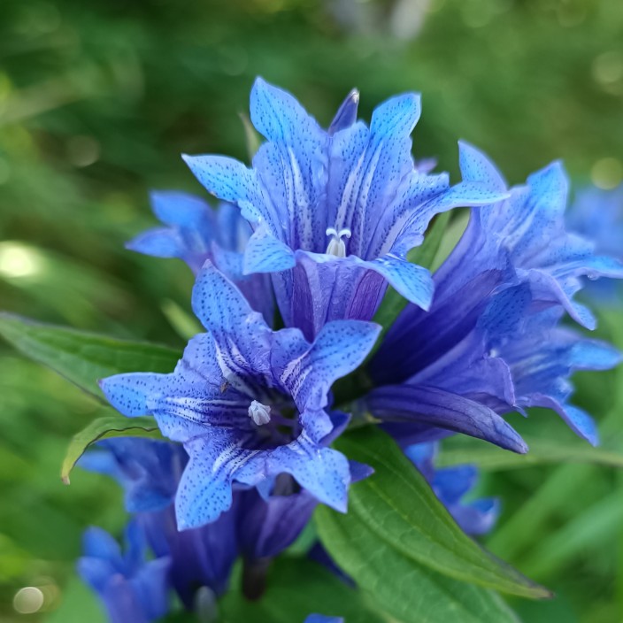 flowerstation.eth Ethereum Name Service (ENS and .eth domain) PFP