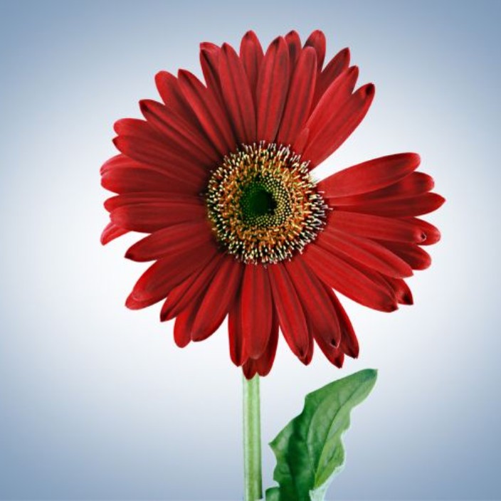 foretsauvage.eth Ethereum Name Service (ENS and .eth domain) PFP