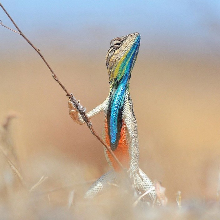 fourmursergan.eth Ethereum Name Service (ENS and .eth domain) PFP