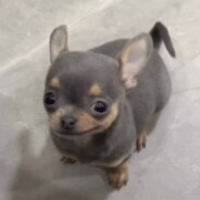 fromagebleu.eth Ethereum Name Service (ENS and .eth domain) PFP